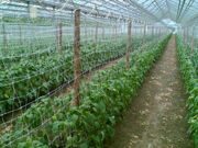 116063801_4_644x461_prodam-agrovolokno-setku-kapelnyy-polivvse-dlya-ogoroda-dom-i-sad